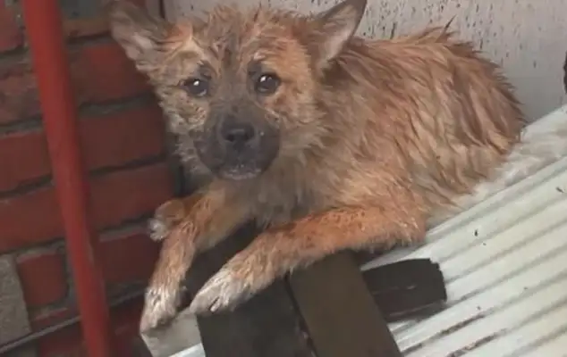 The stray dog was standing next to the roof wall, and nobody was allowed to come near it