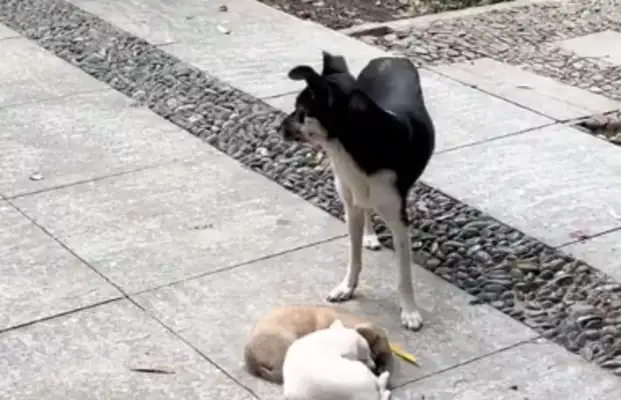 Mother took the children to the middle of the road and begged the humans to take them away