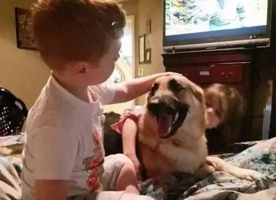 The newly adopted coyote suddenly went to his 7-year-old daughter, and the frightened family was moved to cry..