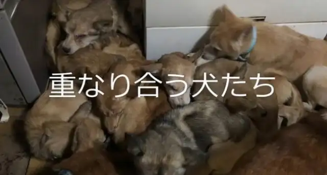 Older couples have been adopting stray dogs for 40 years: 164 dogs in their rooms are in a bad state