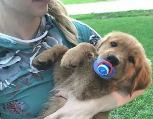 Blondie and the baby are envious. Bite his bottle's milk in the mouth. Dog: Who is not a baby