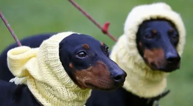 We've come to the biggest dog show in the world