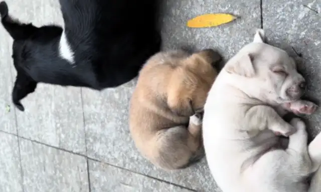 Mother took the children to the middle of the road and begged the humans to take them away