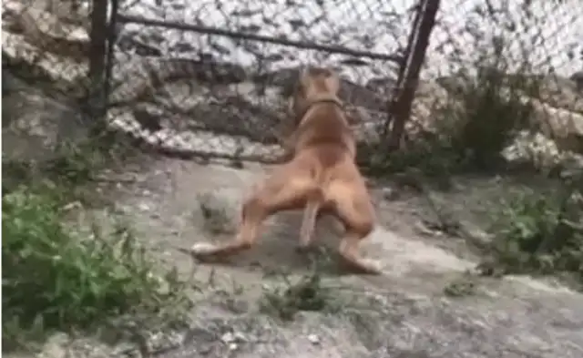 The dog wants to go to the crocodile park and attack the crocodile