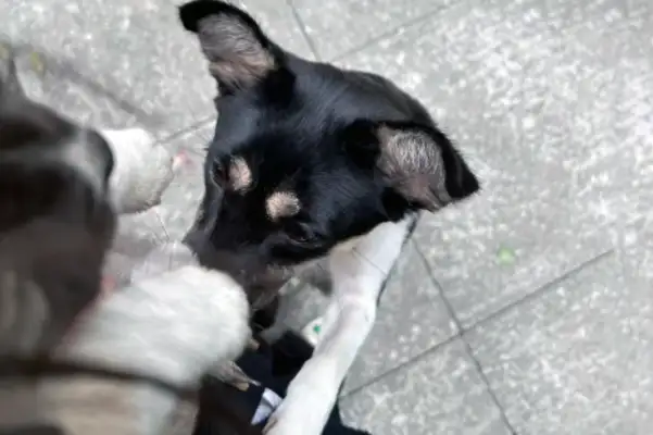 Mother took the children to the middle of the road and begged the humans to take them away