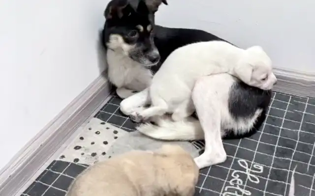 Mother took the children to the middle of the road and begged the humans to take them away