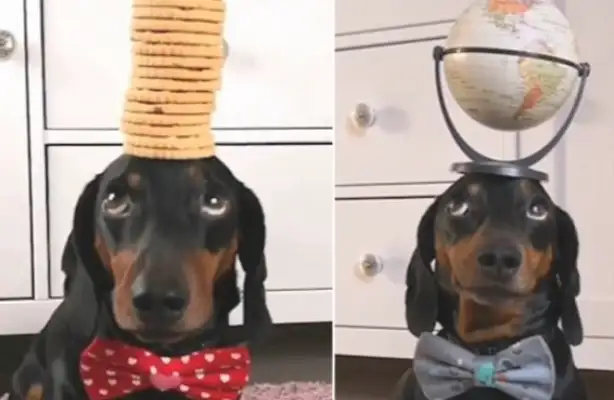 A dog with an acrobat