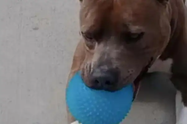 Two hundred days after the Beagle was lost, the owner came back 2,000 miles with a blue toy
