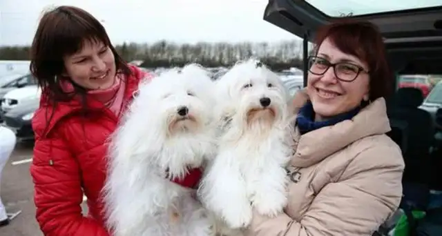 We've come to the biggest dog show in the world