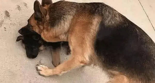 We're going to teach him a lesson