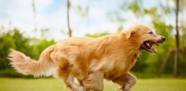 He was humiliated and killed by the owner of the dog