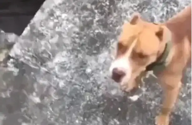 The dog wants to go to the crocodile park and attack the crocodile